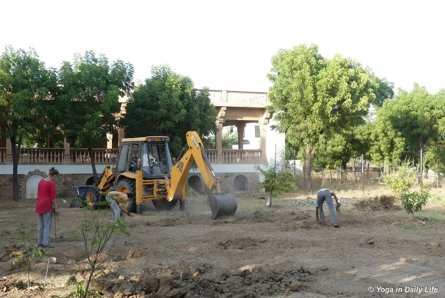 Removing fig roots from the closed plantation